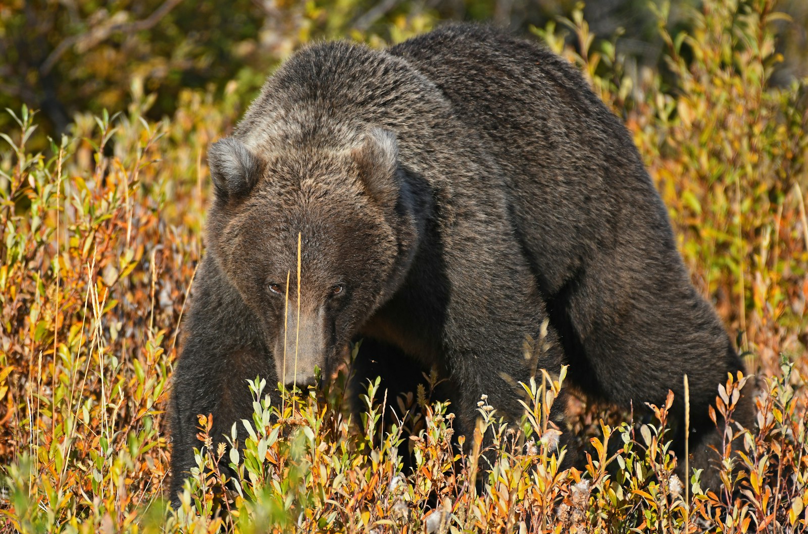 a large brown bear walking through a lush green forest